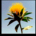 safflower