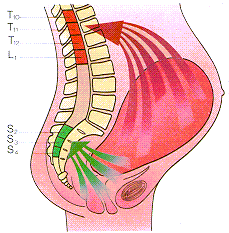 Fases del dolor de parto