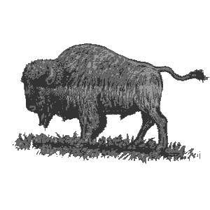 bison