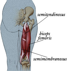 Hamstrings