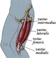 Quadriceps