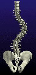 spine