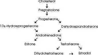 steroidchart9.jpg (6514 bytes)