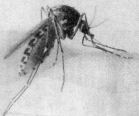 RRV mosquito.gif (15991 bytes)