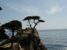 Lone Cypress at Pebble Beach (Lud E)