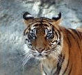 Tiger.gif 