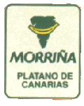 Morria - Platano de Canarias