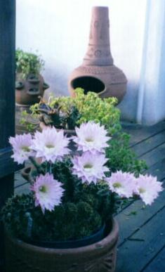 cactus in bloom