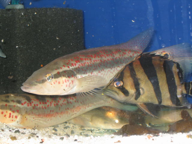 Crenicichla sp. Red Spot Lacustris