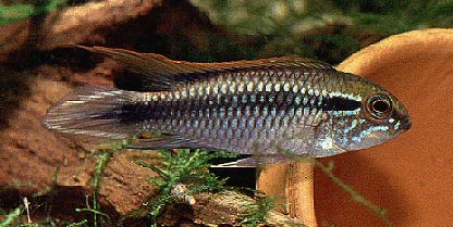 Apistogramma agassizi