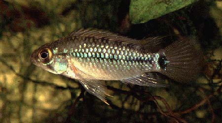 Apistogramma sp. aff. eunotus