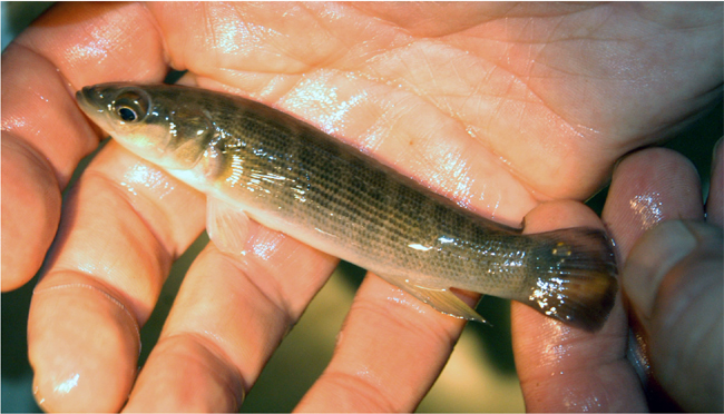 Crenicichla sp. Bolivia