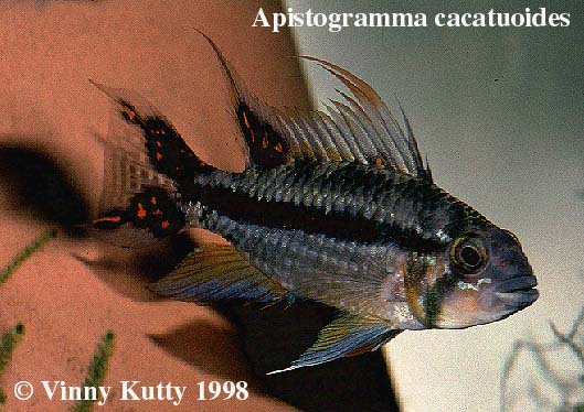 Apistogramma cacatuoides male