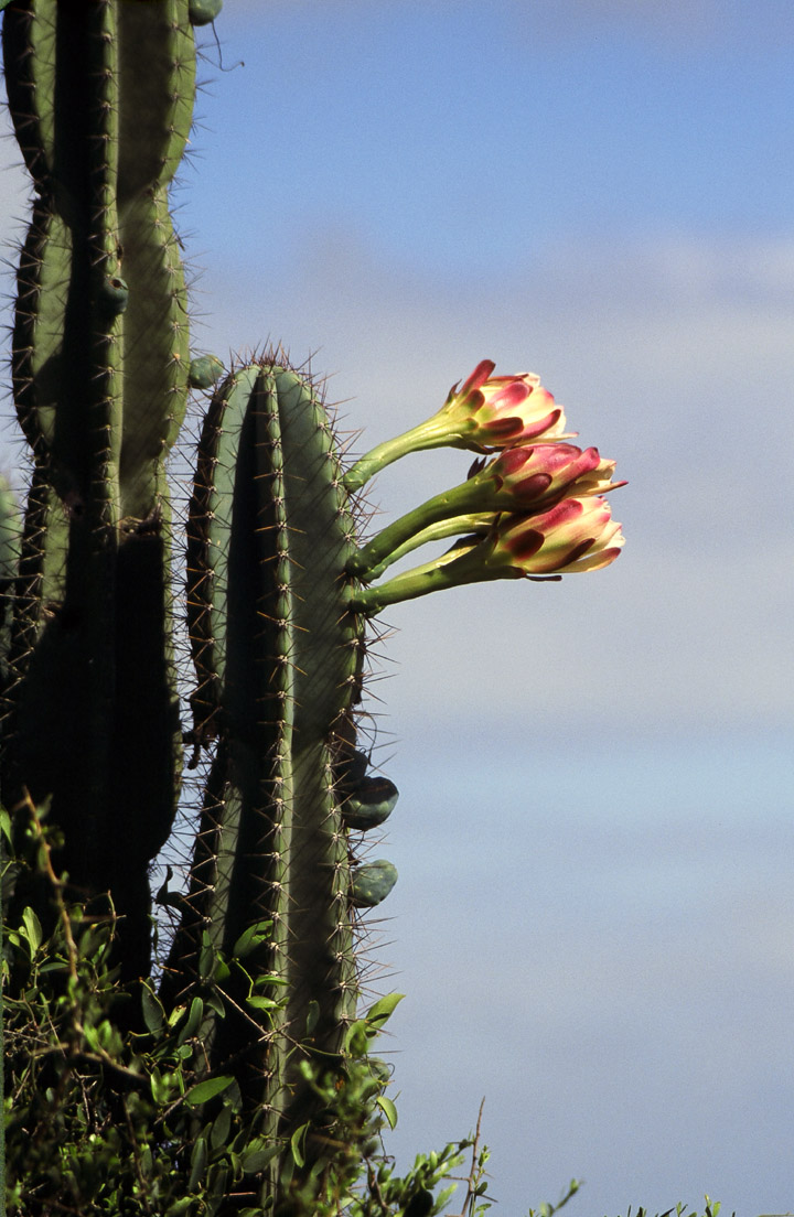 Cerro Largo 