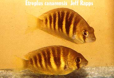 Subadult Etroplus canrensis