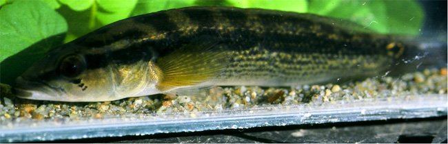 Crenicichla cf. gaucho