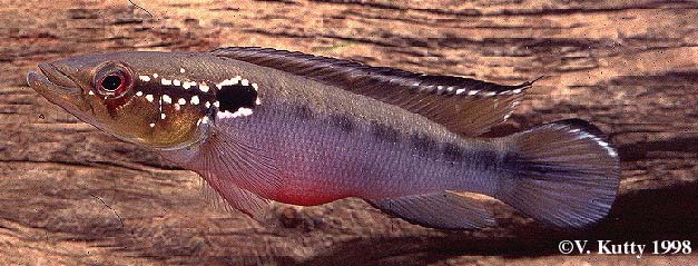 Crenicichla sp. British Guyana 1 female