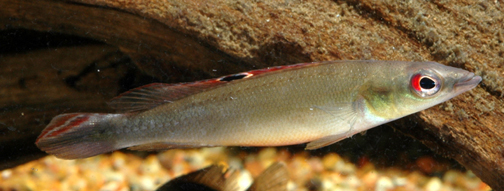 Crenicichla sp. Bolivia Citrus Pike 