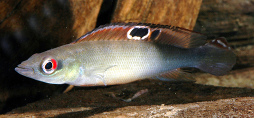 Crenicichla sp. Bolivia Citrus Pike 