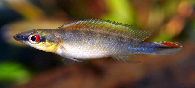 Crenicichla sp. Bolivia Citrus Pike 