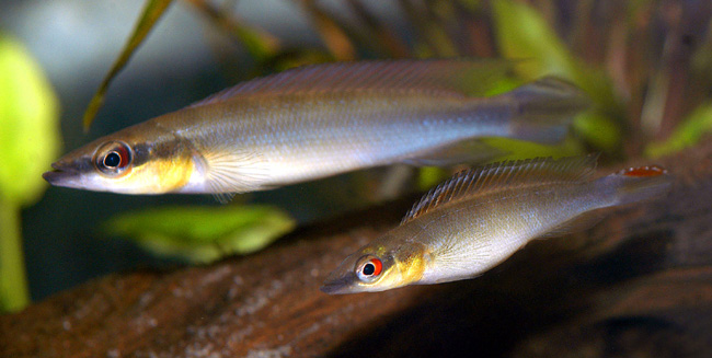 Crenicichla sp. Bolivia Citrus Pike 