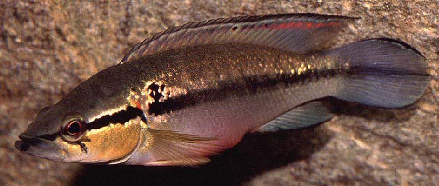 Crenicichla lepidota female