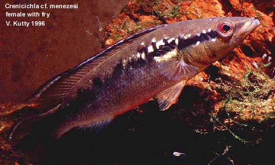 Crenicichla menezesi female with fry