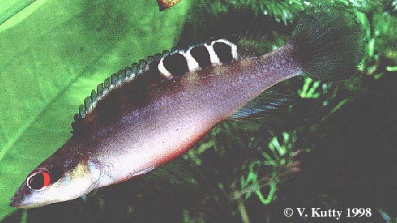 Crenicichla regani female