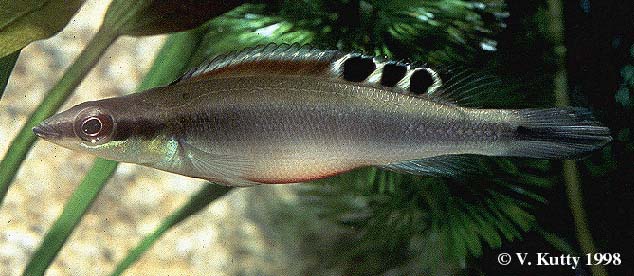 Crenicichla regani female from Tefe