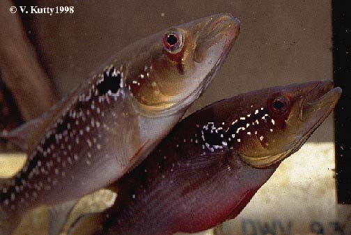 Crenicichla saxatilis pair