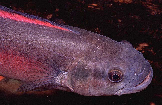 Crenicichla semifasciata female