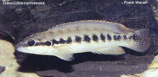 Crenicichla cyclostoma