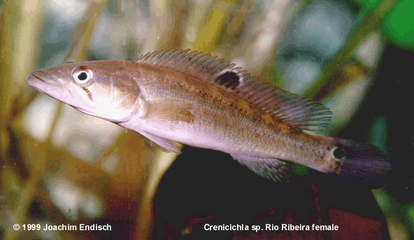 Crenicichla cf. dorsocellata