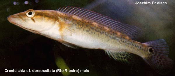 Crenicichla cf. dorsocellata male