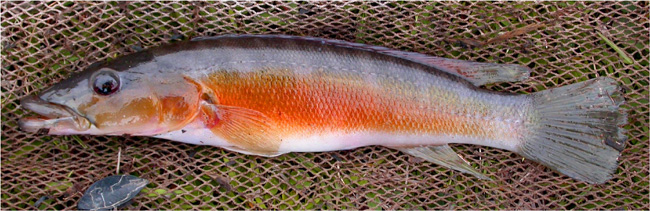 Crenicichla missioneira 