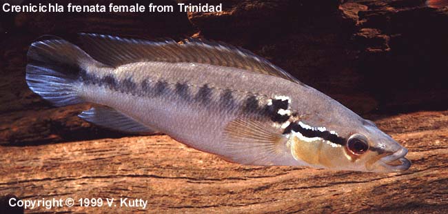 Crenicichla frenata female