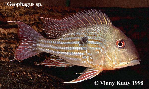 Geophagus sp.