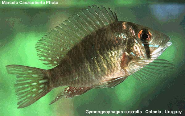 Gymnogeophagus sp. aff rhabdotus