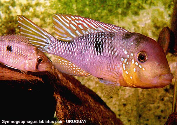 Gymnogeophagus labiatus spawning pair