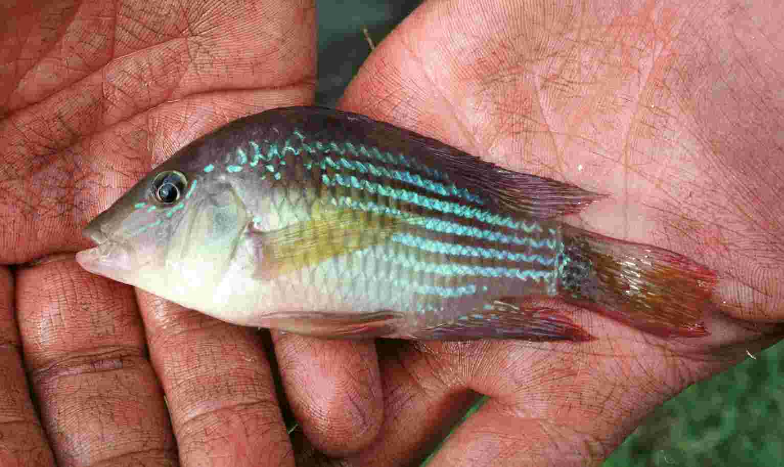 Gymnogeophagus rhabdotus