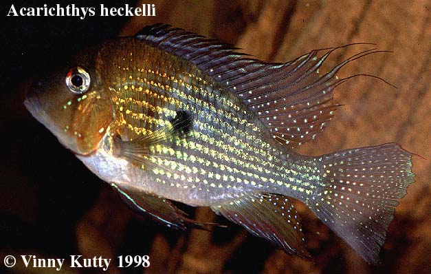 Acarichthys heckelii