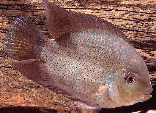 Heroina isonycterina from Ecuador