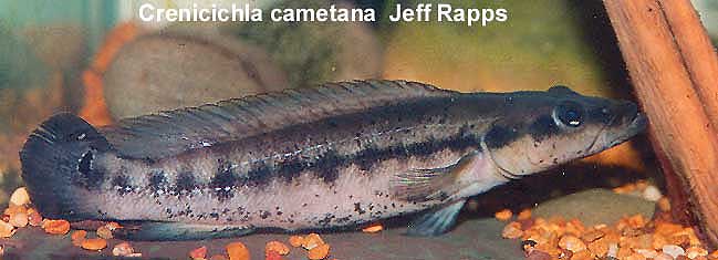 Crenicichla cametana