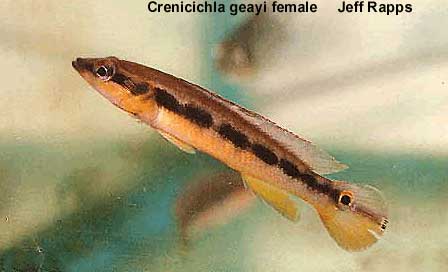 Crenicichla geayi