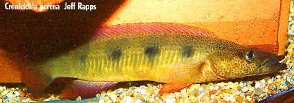 Crenicichla percna