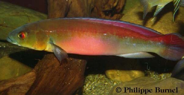 Crenicichla johanna female