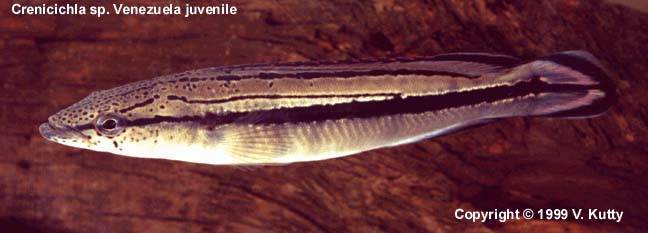 Crenicichla sp. 