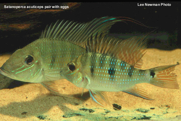 Satanoperca acuticeps pair with eggs