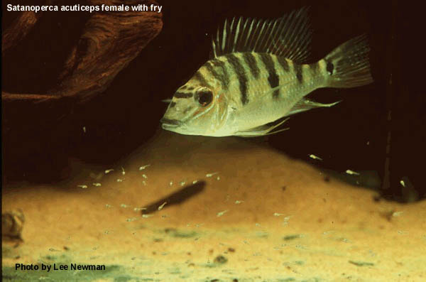 Satanoperca acuticeps female with fry