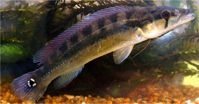 Crenicichla sp. Maldonado